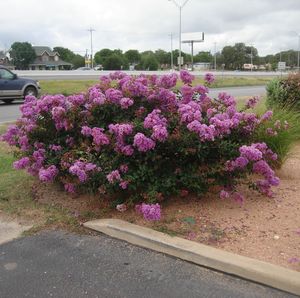 Lagerstroemia indica (Crape Myrtle, Weeping Red)