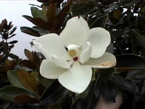 Magnolia grandiflora (Magnolia, Little Gem)