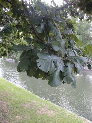 Quercus macrocarpa (Oak, Bur)