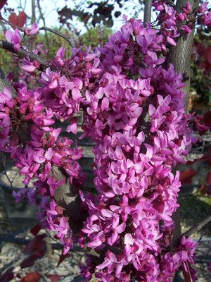 Cercis canadensis (Redbud, Forest Pansy)