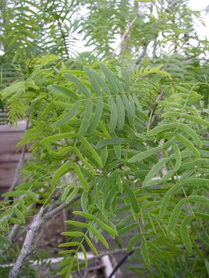Prosopis glandulosa (Mesquite, Native)