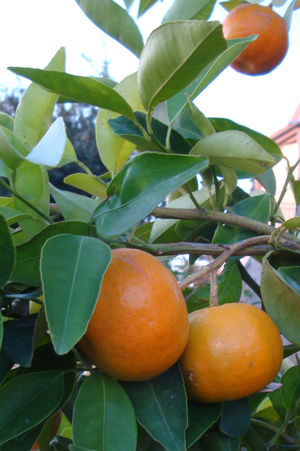 Citrus reticulata (Satsuma Mandarin)