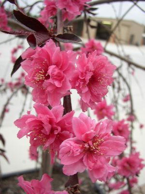 Prunus persica (Peach, Flowering)