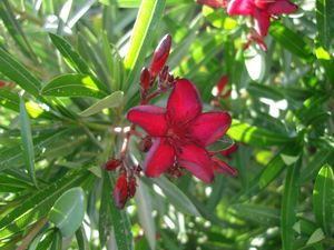 Nerium oleander (Oleander, Dwarf)