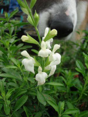 Salvia greggii (Salvia, Greggii White)