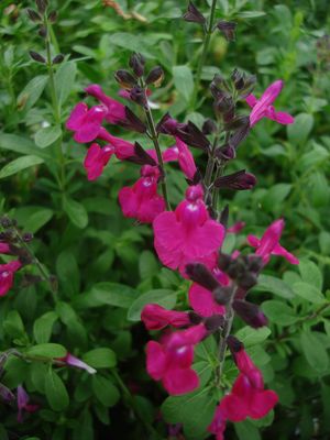 Salvia greggii (Salvia, Greggii Raspberry)