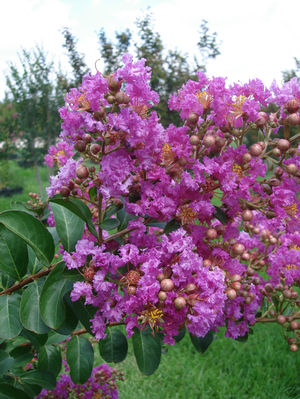Lagerstroemia indica (Crape Myrtle, Purple)