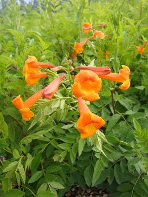 Tecoma stans (Esperanza, Orange)