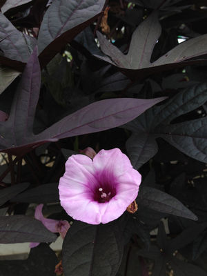 Ipomoea batatas (Sweet Potato, Blackie)