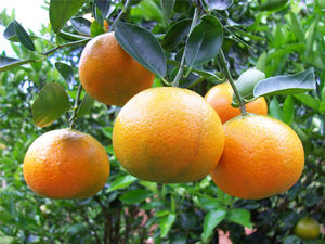 Citrus reticulata (Tangerine)