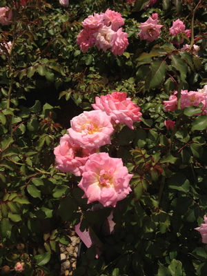 Rosa x (Rose, Sweet Drift®)