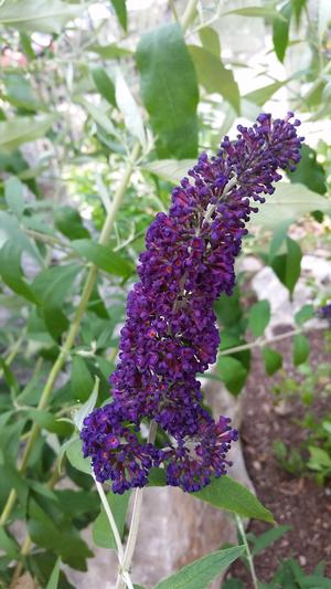 Buddelia davidii (Butterfly Bush 'Nanho Purple')