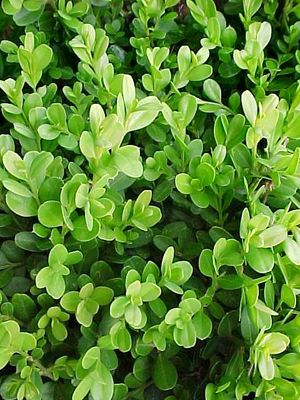 Buxus microphylla (Boxwood, Japanese)