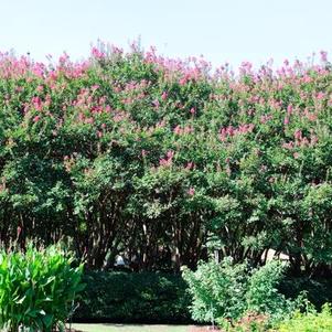 Crape Myrtle, Catawba