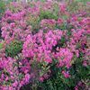 Crape Myrtle, Weeping Red