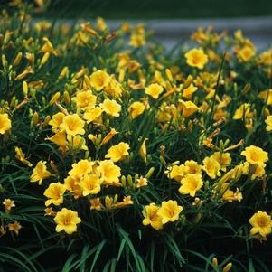 Daylily, Stella De Oro