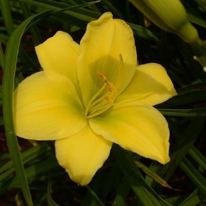 Daylily, Mixed Varieties