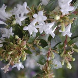 Abelia, Glossy