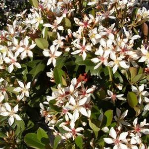 Hawthorn, Clara