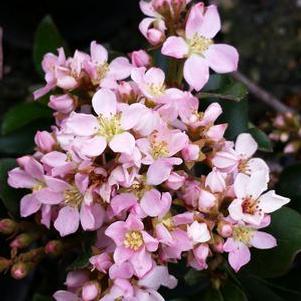 Hawthorn, Dwarf Pink