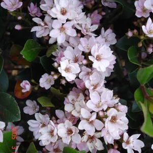 Hawthorn, Majestic Beauty