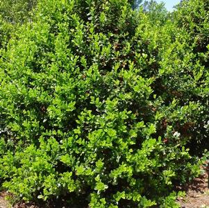 Holly, Needle Leaf
