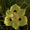 Iris, Bicolor