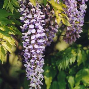 Wisteria, Chinese