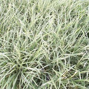 Lirope, Aztec Grass