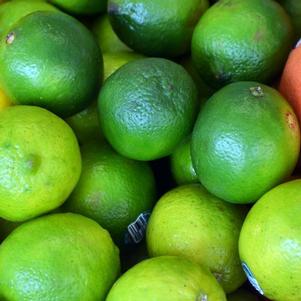 Mexican Lime