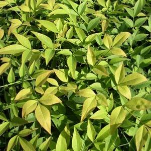 Nandina, Harbor Dwarf