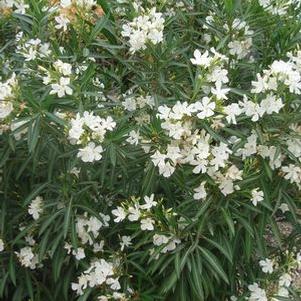 Oleander, White