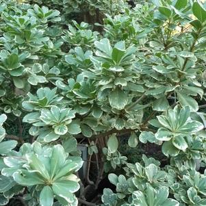 Pittosporum, Variegated