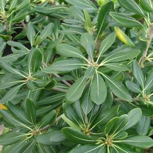 Pittosporum, Green