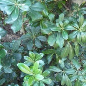 Pittosporum, Dwarf