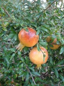 Pomegranate, Wonderful