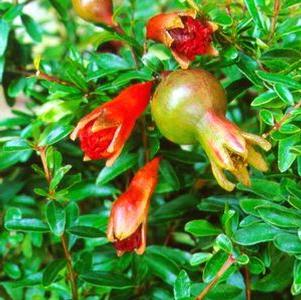 Pomegranate, Dwarf