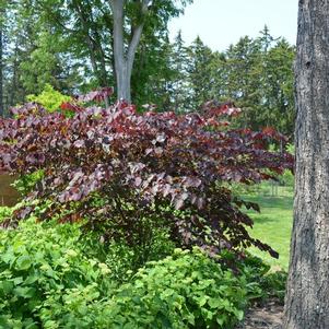 Redbud, Forest Pansy