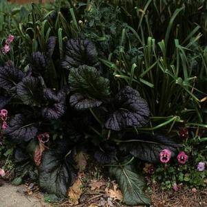 Kale, Flowering