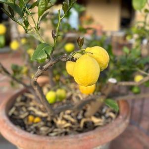 Lemon, Improved Meyer's