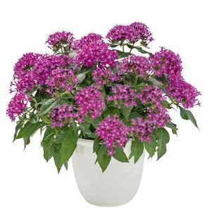 Pentas, Violet