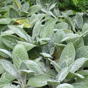Lamb's Ear