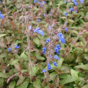 Salvia, Blue