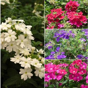 Verbena, Red