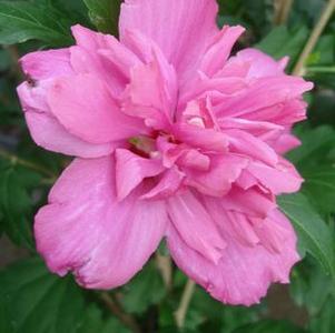 Althea, Collie Mullens
