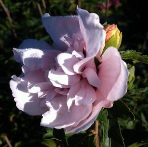 Althea, Blushing Bride