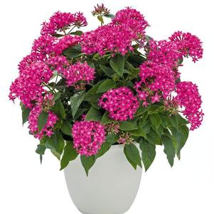 Pentas, Pink