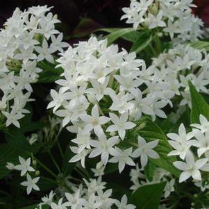 Pentas, White