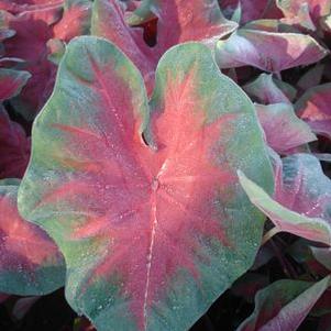 Caladium