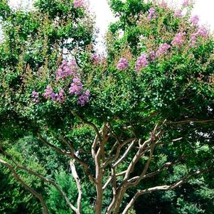Crape Myrtle, Purple